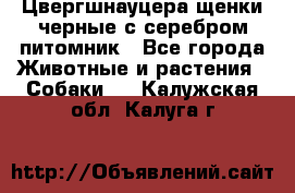 Цвергшнауцера щенки черные с серебром питомник - Все города Животные и растения » Собаки   . Калужская обл.,Калуга г.